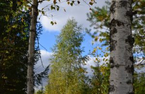 A. Minkevičienės nuotr.