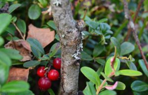 A. Minkevičienės nuotr.