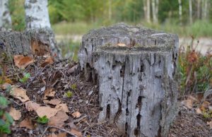 A. Minkevičienės nuotr.