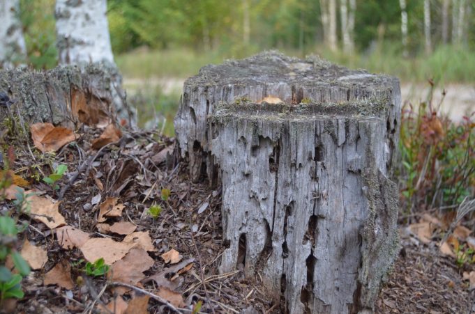 A. Minkevičienės nuotr.