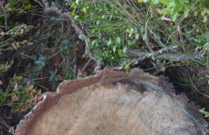 A. Minkevičienės nuotr.