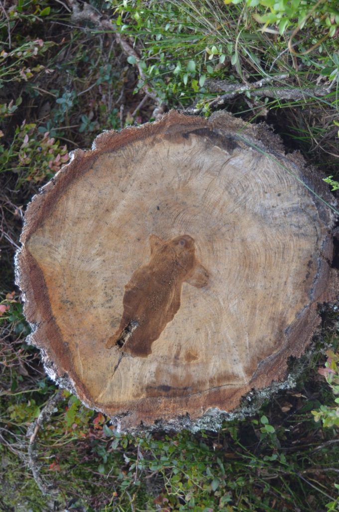 A. Minkevičienės nuotr.