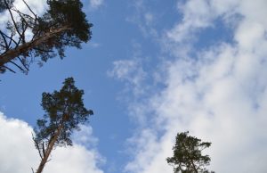 A. Minkevičienės nuotr.