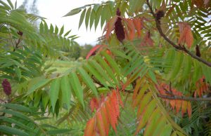 A. Minkevičienės nuotr.