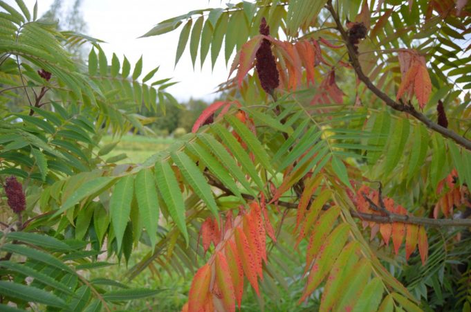 A. Minkevičienės nuotr.