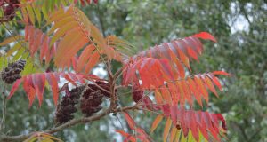 A. Minkevičienės nuotr.