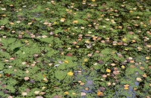 A. Minkevičienės nuotr.