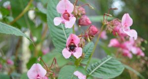 A. Minkevičienės nuotr.