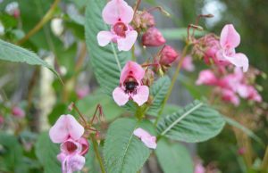 A. Minkevičienės nuotr.