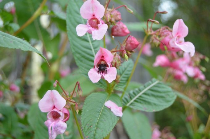 A. Minkevičienės nuotr.