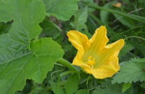 A. Minkevičienės nuotr.