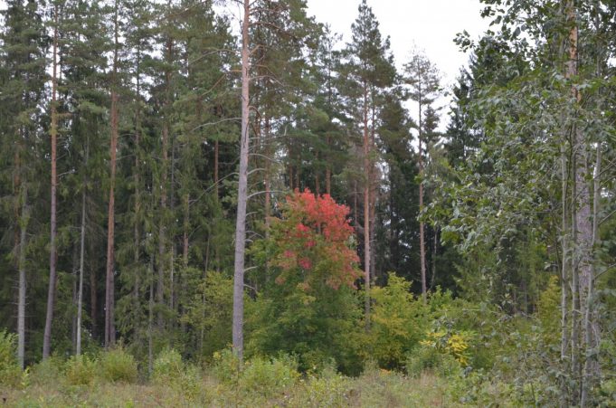 A. Minkevičienės nuotr.