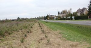 Dviem eilėmis pasodintos eglės Topolių gatvėje ateityje taps žalia sienele, uždengsiančia apleistą laukymę. D. Zibolienės nuotr.