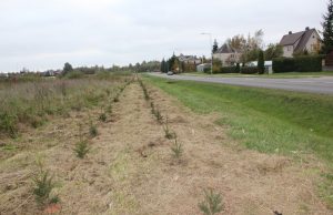 Dviem eilėmis pasodintos eglės Topolių gatvėje ateityje taps žalia sienele, uždengsiančia apleistą laukymę. D. Zibolienės nuotr.