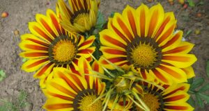 Irenos Šarkauskaitės nuotr.