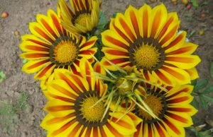 Irenos Šarkauskaitės nuotr.