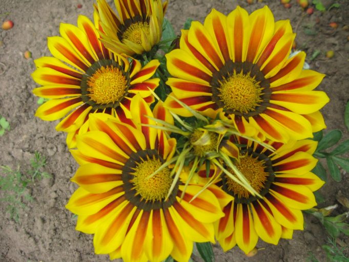 Irenos Šarkauskaitės nuotr. Irenos Šarkauskaitės nuotr.