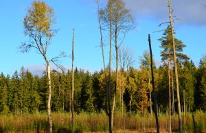 Valdžios nesutarimai dėl miškų Valdžia imasi keisti Miškų įstatymą. A. Minkevičienės nuotr.