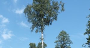 Miško ruoša – viena pavojingiausių veiklos sričių. Rokiškio miškų urėdijos archyvo nuotr.