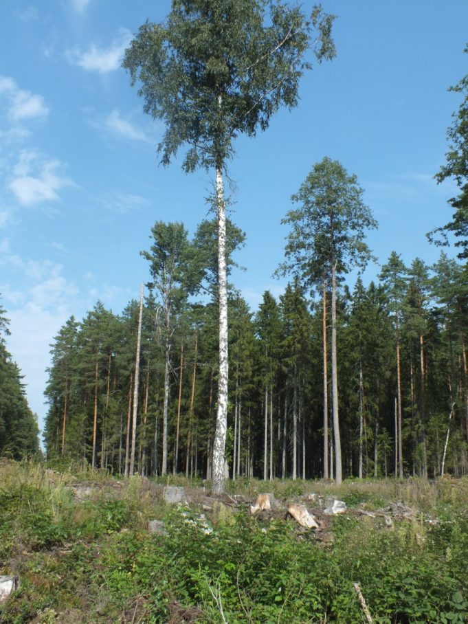 Miško ruoša – viena pavojingiausių veiklos sričių. Rokiškio miškų urėdijos archyvo nuotr.