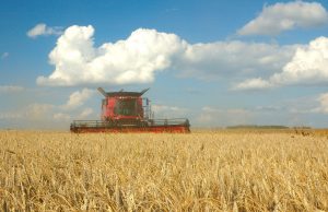 Giedrą ūkininkams šiemet teko valandomis skaičiuoti. A. Domarkaitės nuotr.