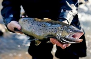 Rugsėjo 1 d. prasidėjusi akcija „Lašiša 2016“ pratęsta