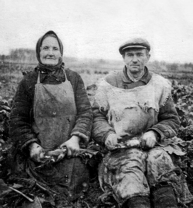 Adelė Šinskienė ir Antanas Gervė Buivydžiuose skuta cukrinius runkelius, apie 1958 m.