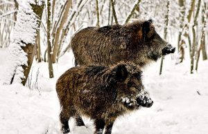 Dienos sentencija romku.lt nuotr.