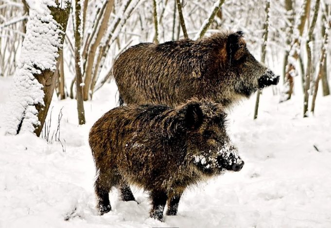 romku.lt nuotr. romku.lt nuotr.