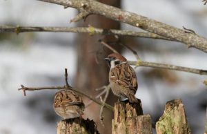 Dienos sentencija rokmu.lt nuotr.