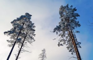 Dienos sentencija A. Minkevičienės nuotr.
