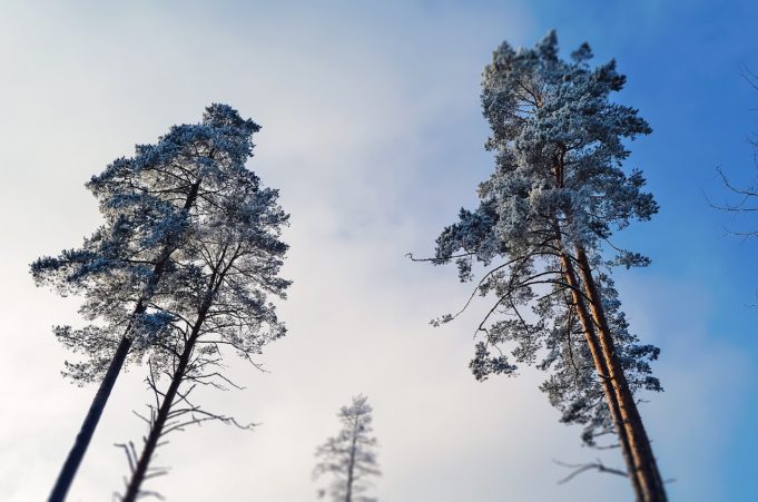 A. Minkevičienės nuotr. A. Minkevičienės nuotr.