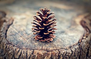 Dienos sentencija pexels.com nuotr.