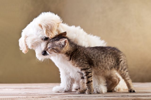 suo-ir-katinas-51110cb875aed