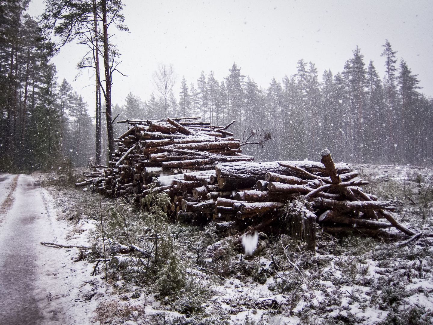 Saugos miškus nuo neteisėto kirtimo
