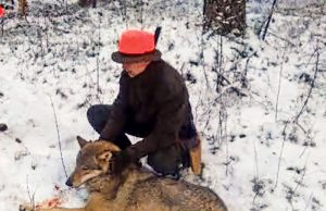 Pandėlio girininko medžioklės trofėjų galerijoje – antrasis vilkas