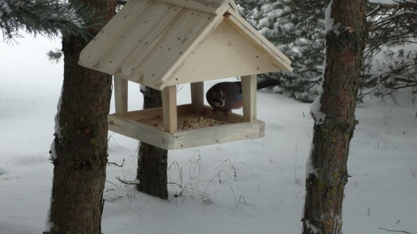 Laima Širvienė (Custom)