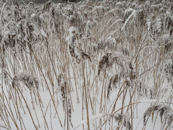 E. Miškūnienė1 (Custom)