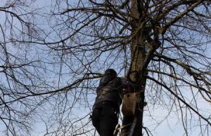 Žemės dienos paminėjimas Obeliuose