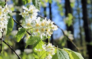Obeliuose – lietuvių kalbos įdomybių popietė