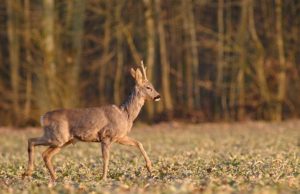 Stirninams – neramios dienos