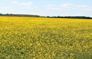 Didžiausias ūkininkų galvos skausmas – deklaravimas