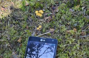 Pirmosios ir dar labai mažytės. Plunksnuočių miške...A.Minkevičienės nuotr.