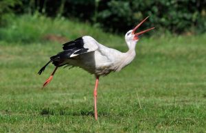 Gandro gelbėjimo operacija baigėsi be rezultatų