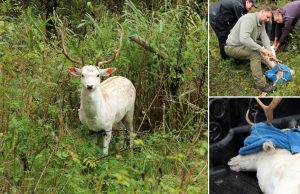Rajono miškuose įsikūrė baltasis danielius