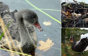 Juodųjų gulbių lizde vėl sužibo kiaušiniai