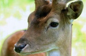 Susirūpino žvėrių keliamu pavojumi