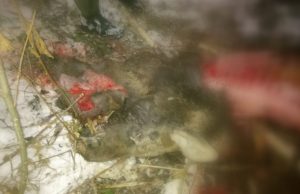 Nuo brakonierių kulkos krito briedis