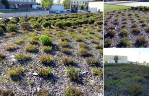 Miestą papuošė, o patys pasipuošti nespėjo?..