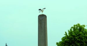 Nepriklausomi paukščiai - ant Nepriklausomybės paminklo. A.Minkevičienės nuotr.